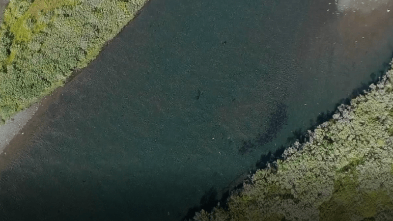 Fish monitoring Salmon in the river